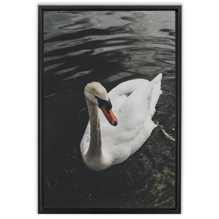 Swan Framed Canvas 9