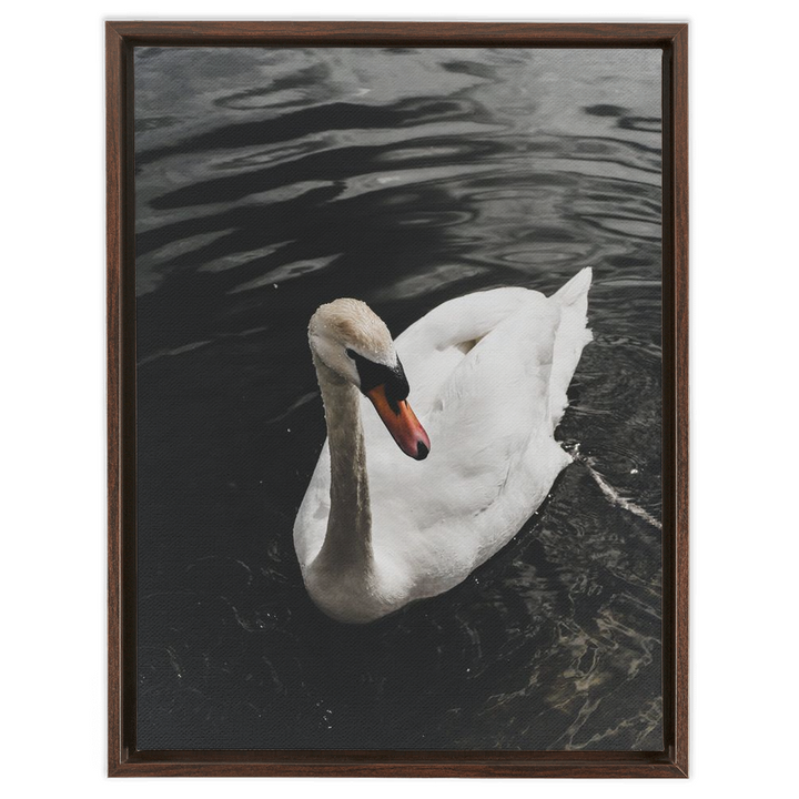Swan Framed Canvas 5