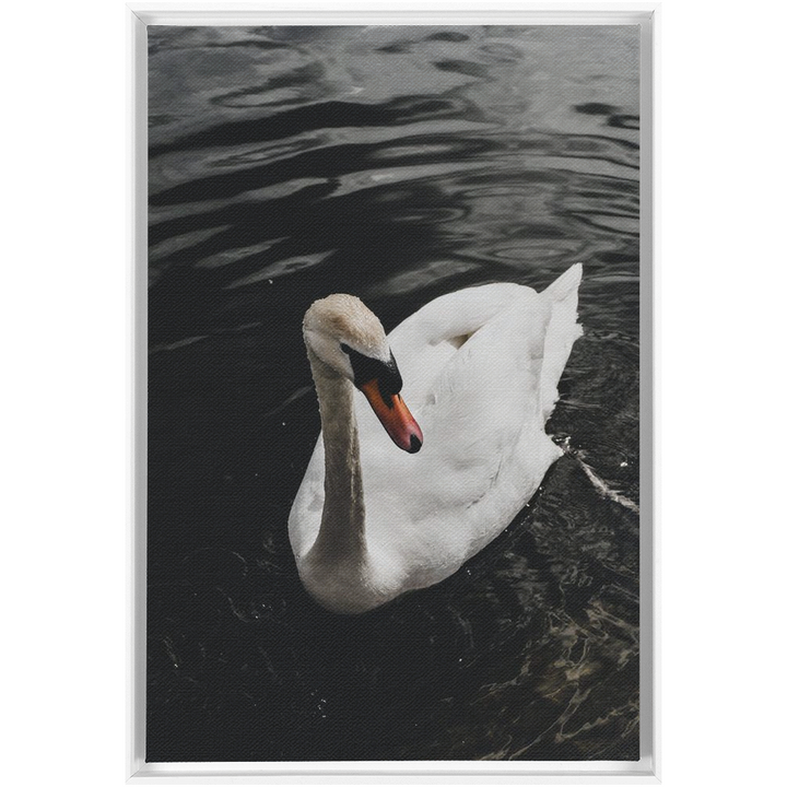 Swan Framed Canvas 18