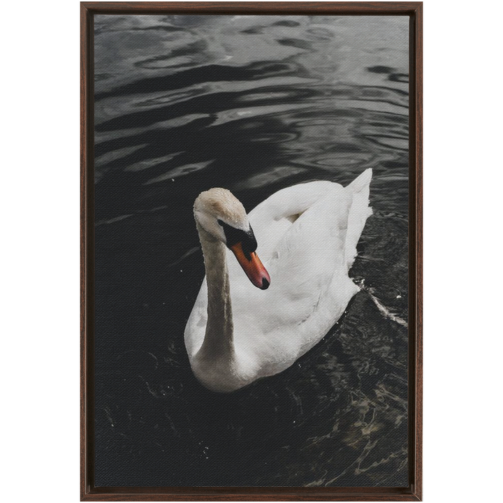 Swan Framed Canvas 17