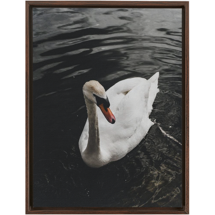 Swan Framed Canvas 14