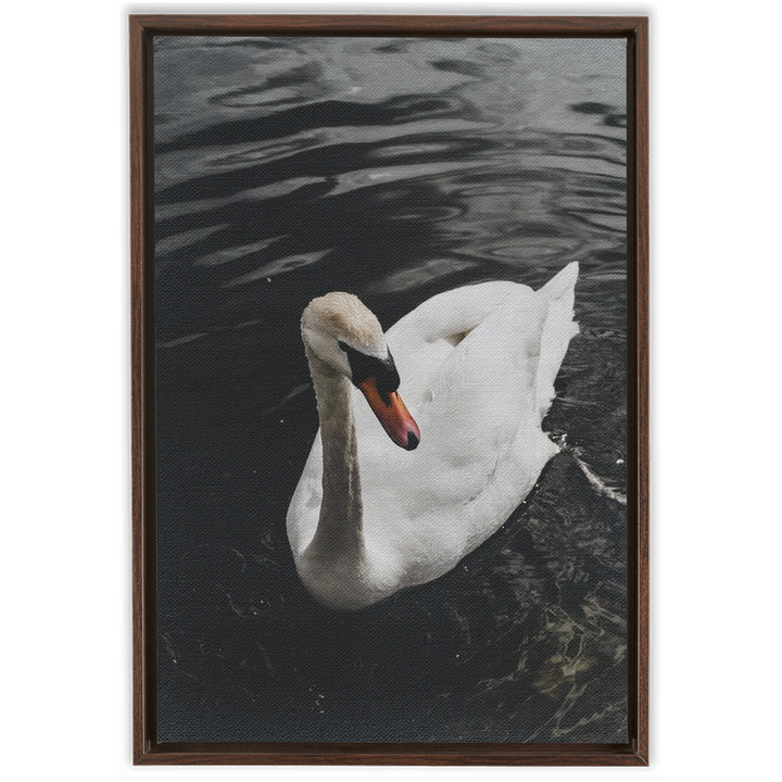 Swan Framed Canvas 8