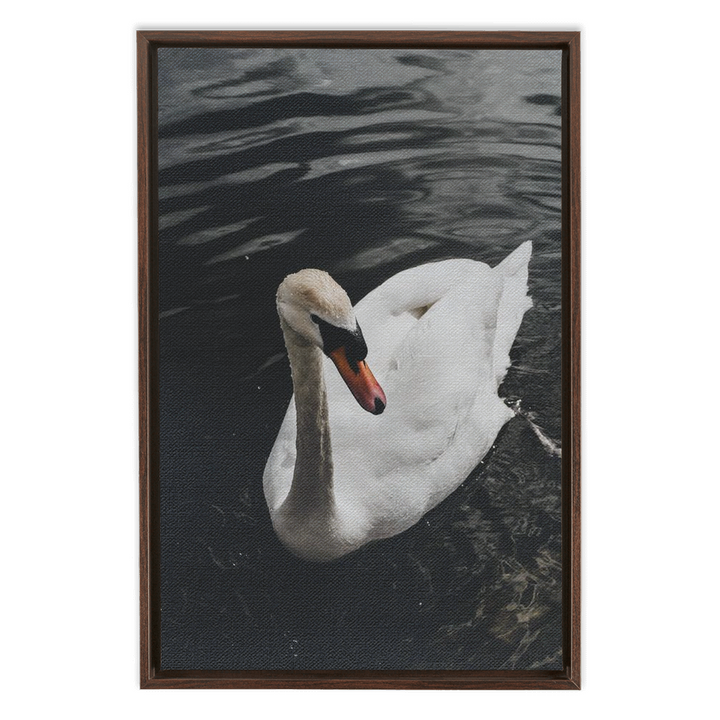 Swan Framed Canvas 2