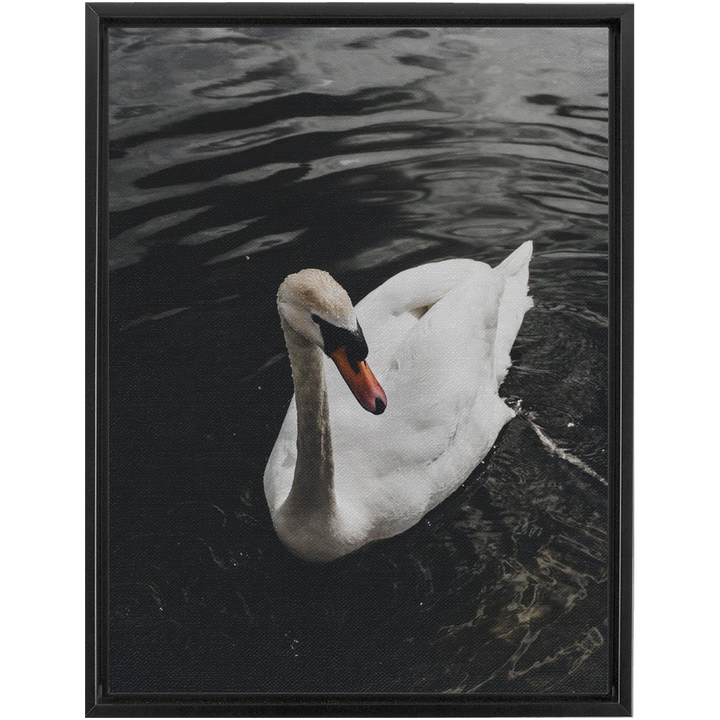 Swan Framed Canvas 15
