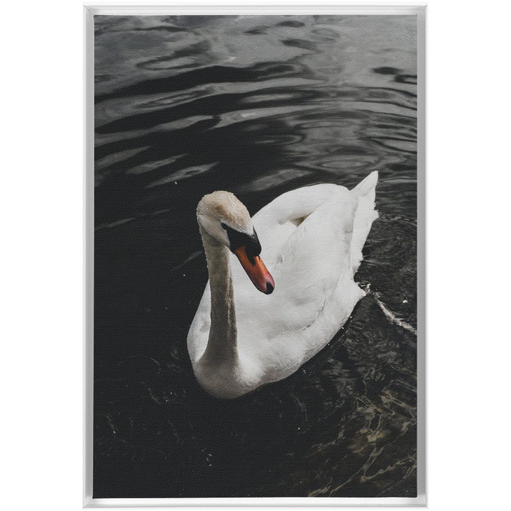 Swan Framed Canvas 21
