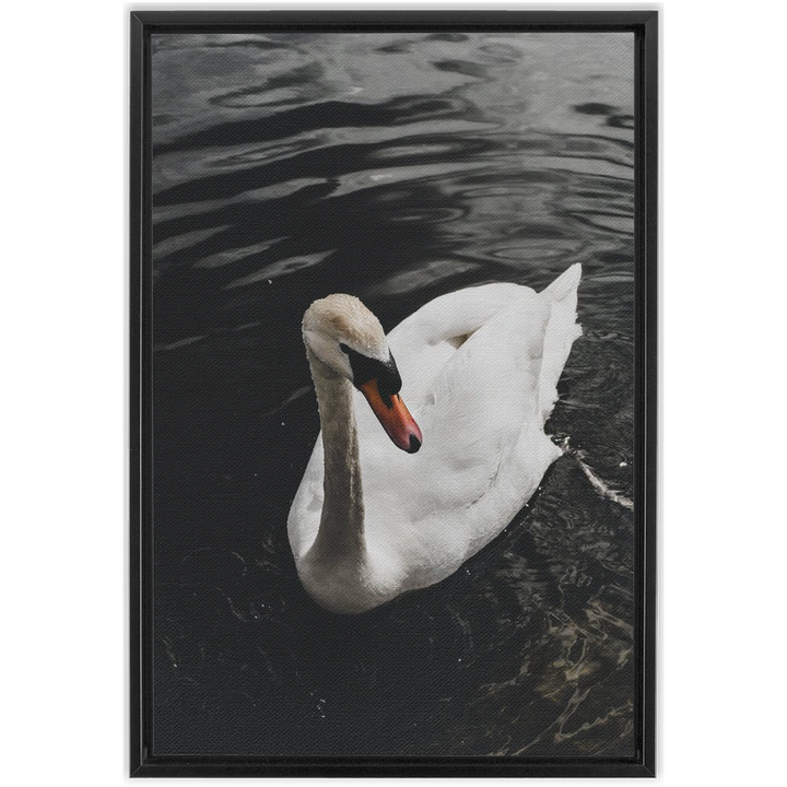 Swan Framed Canvas 12