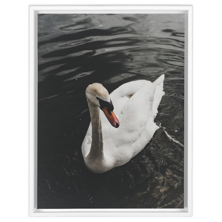 Swan Framed Canvas 4