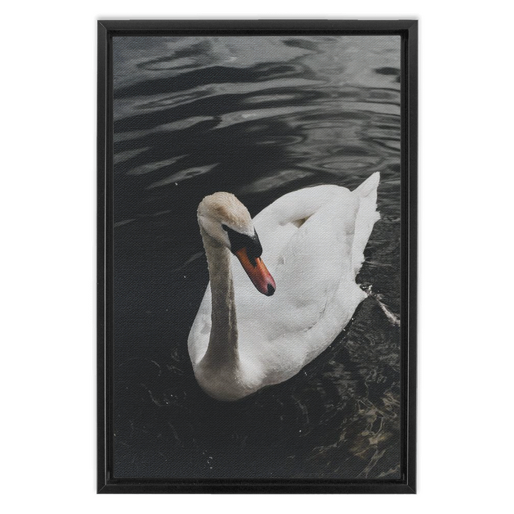 Swan Framed Canvas 3