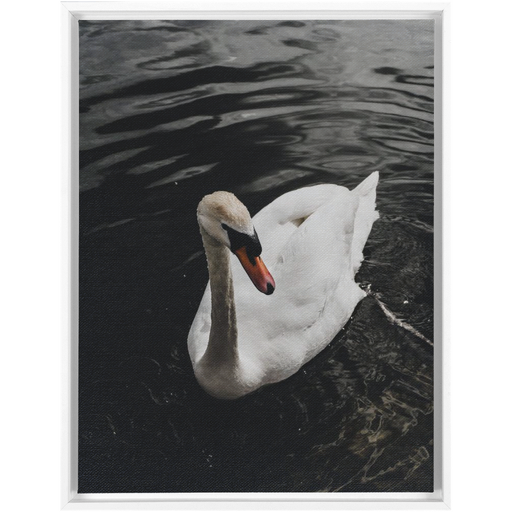 Swan Framed Canvas 13