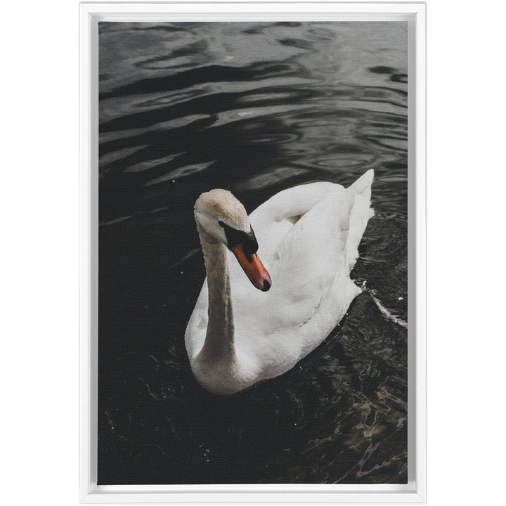 Swan Framed Canvas 10