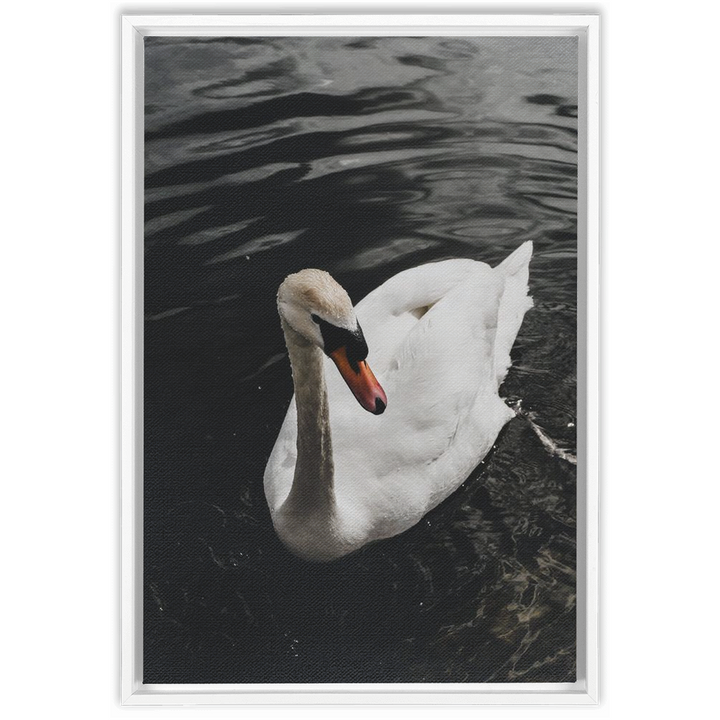 Swan Framed Canvas 7