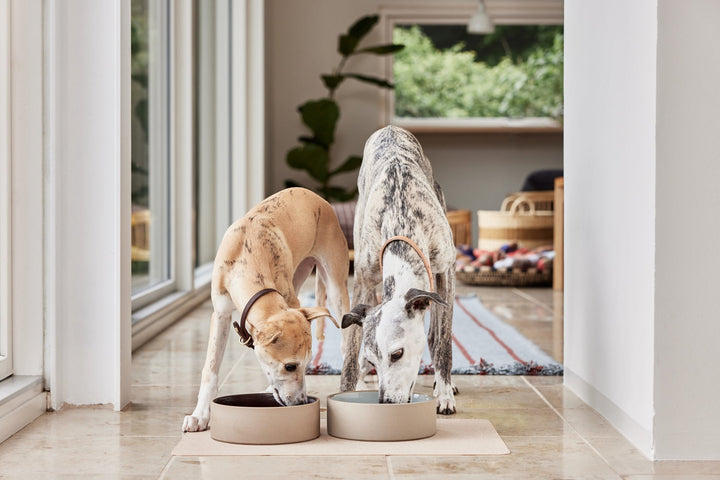 sia dog bowl large 11