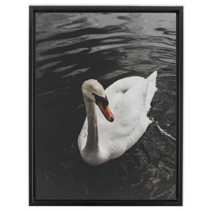 Swan Framed Canvas 6