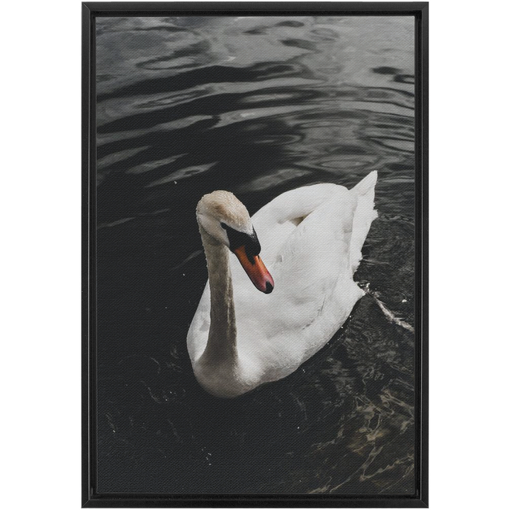 Swan Framed Canvas 16