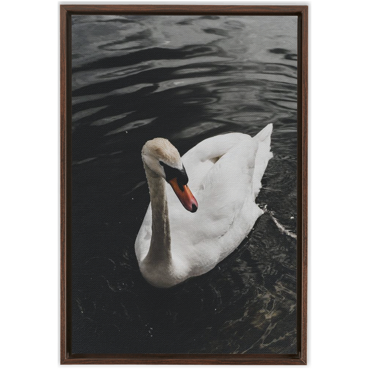 Swan Framed Canvas 11