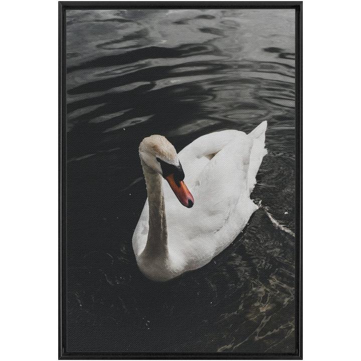 Swan Framed Canvas 19