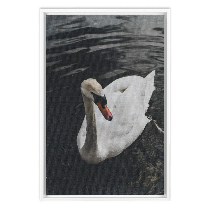 Swan Framed Canvas 1