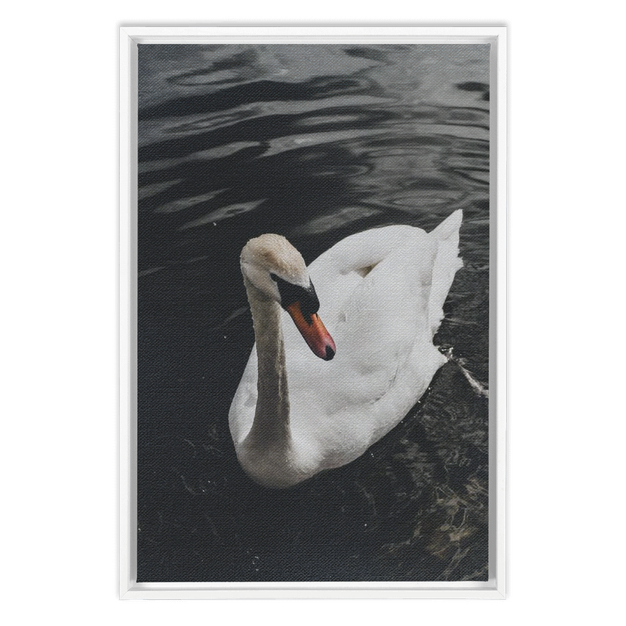 Swan Framed Canvas 1