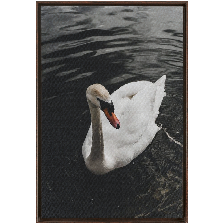 Swan Framed Canvas 20