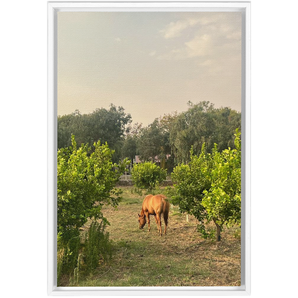 Sicilian Farm Framed Canvas