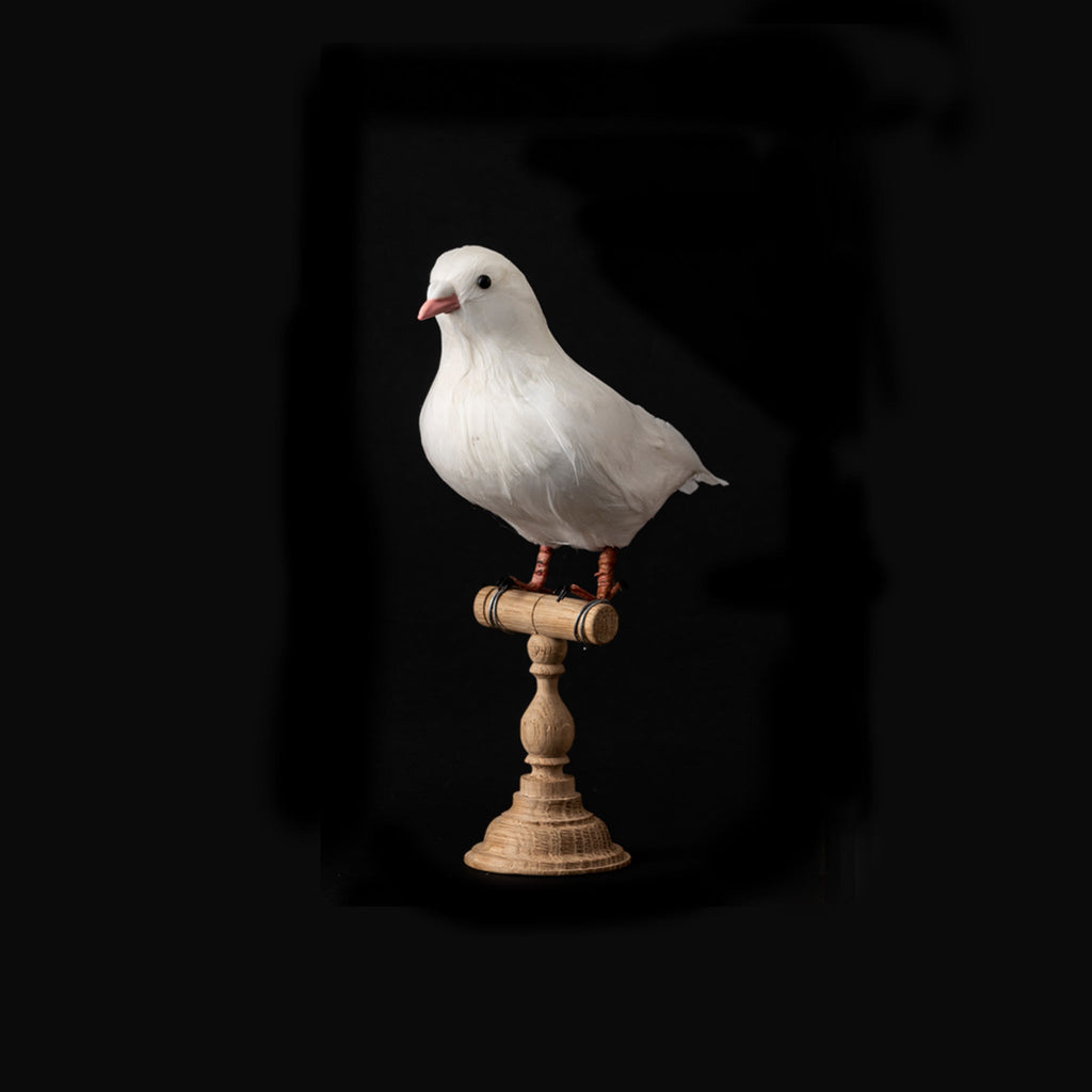 dove small design by puebco 1