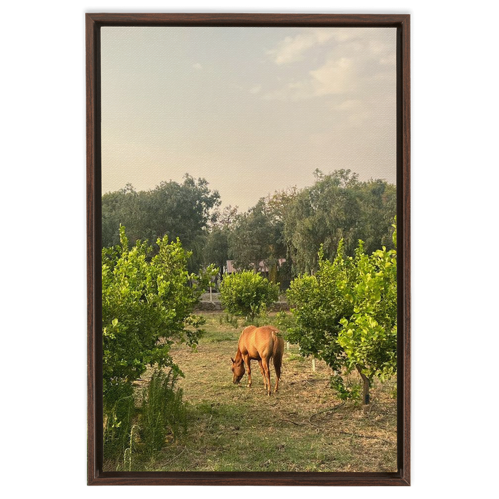 Sicilian Farm Framed Canvas