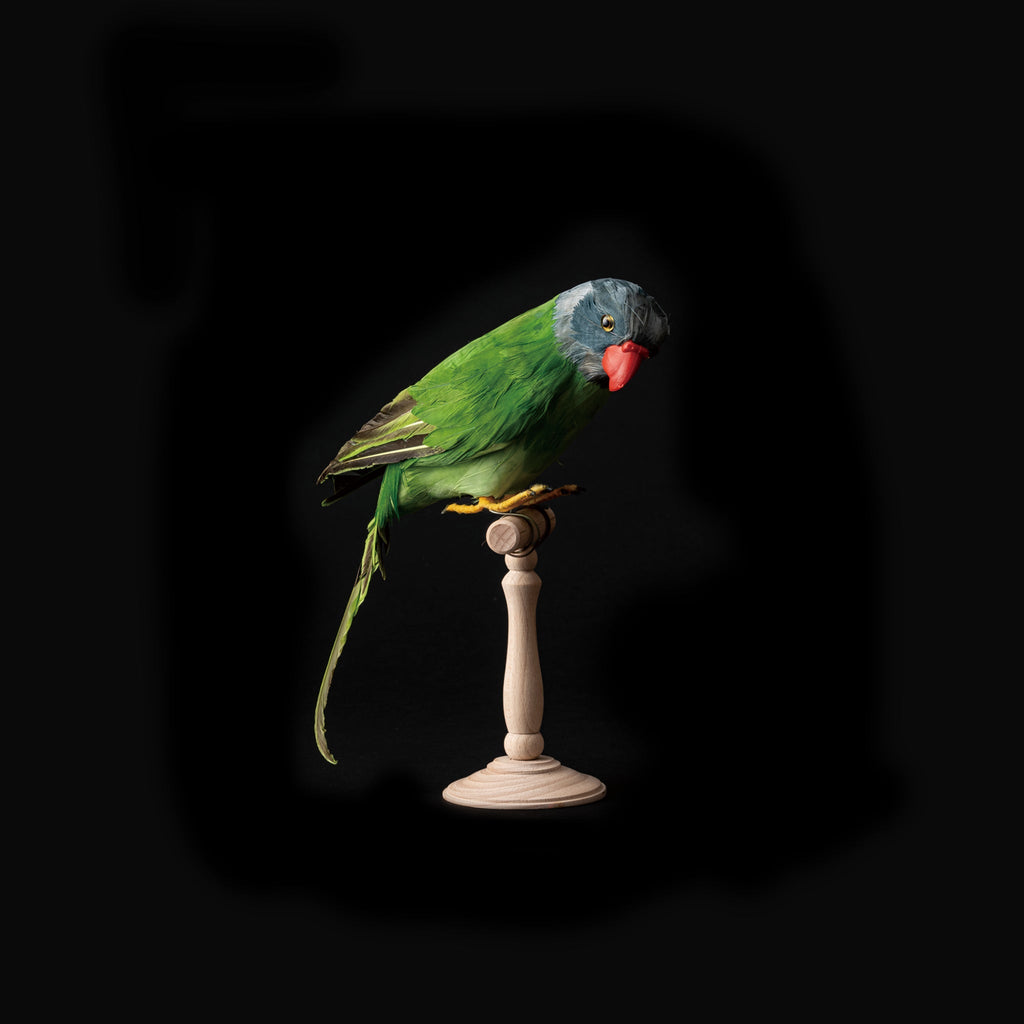 green parrot design by puebco 1