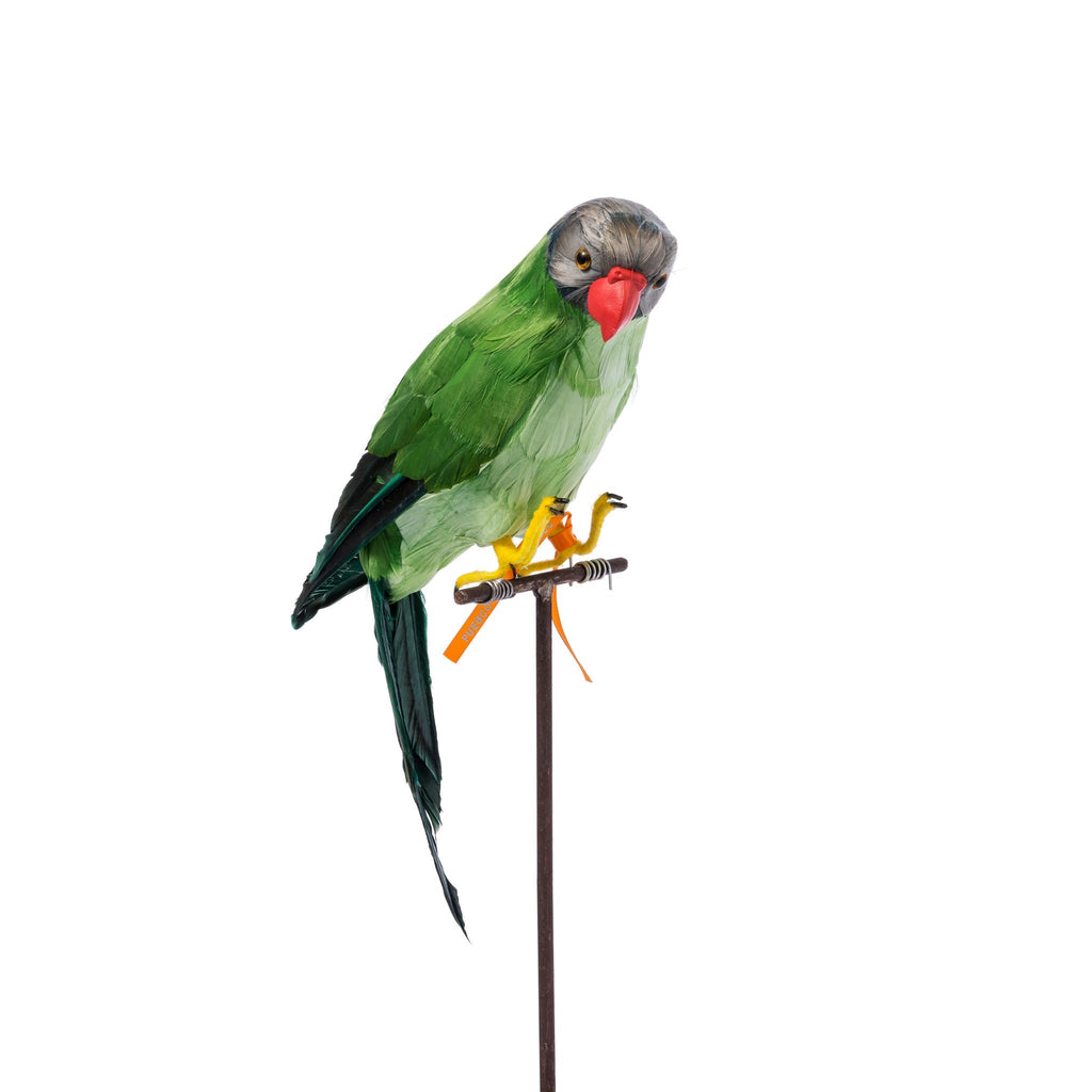 green parrot design by puebco 2