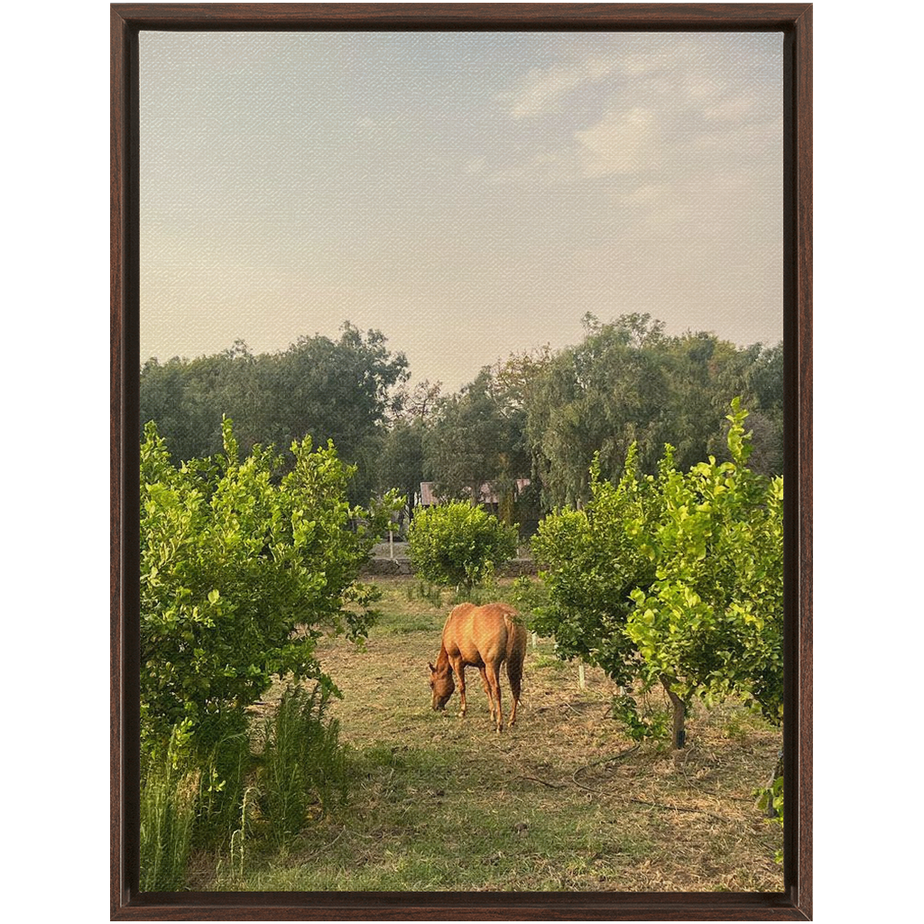 Sicilian Farm Framed Canvas