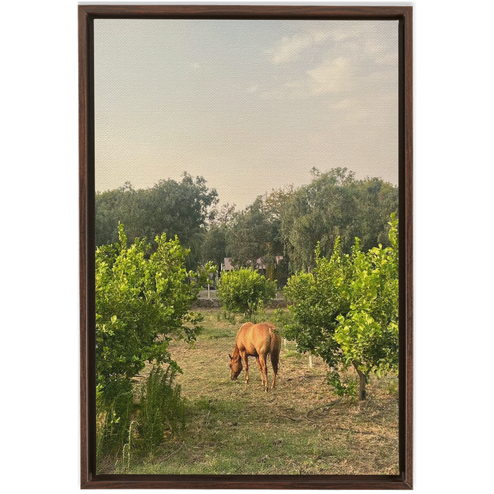 Sicilian Farm Framed Canvas