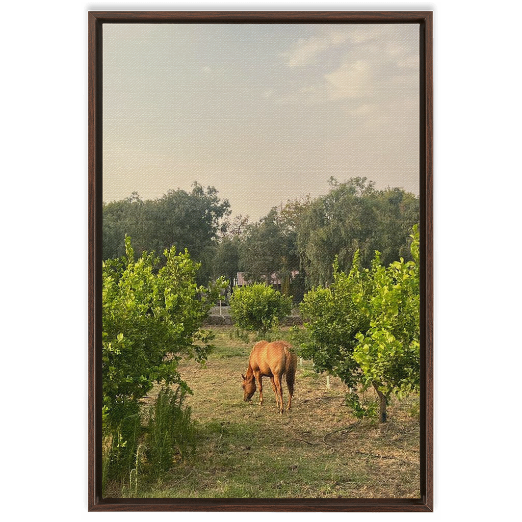 Sicilian Farm Framed Canvas