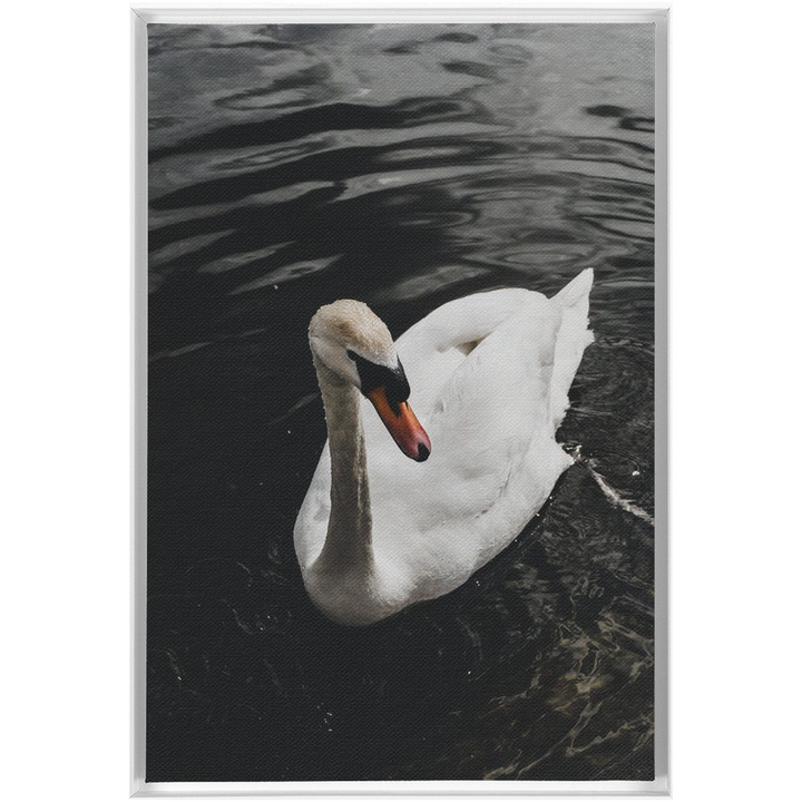 Swan Framed Canvas