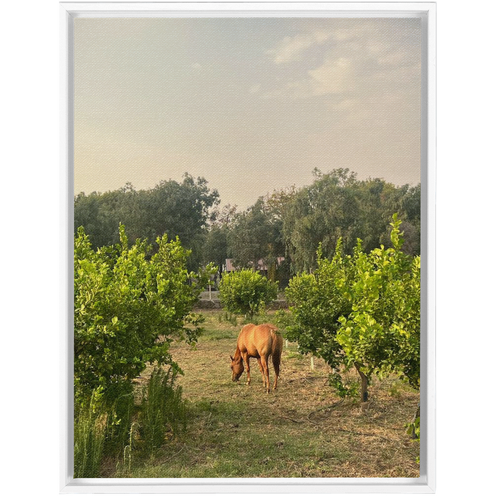 Sicilian Farm Framed Canvas