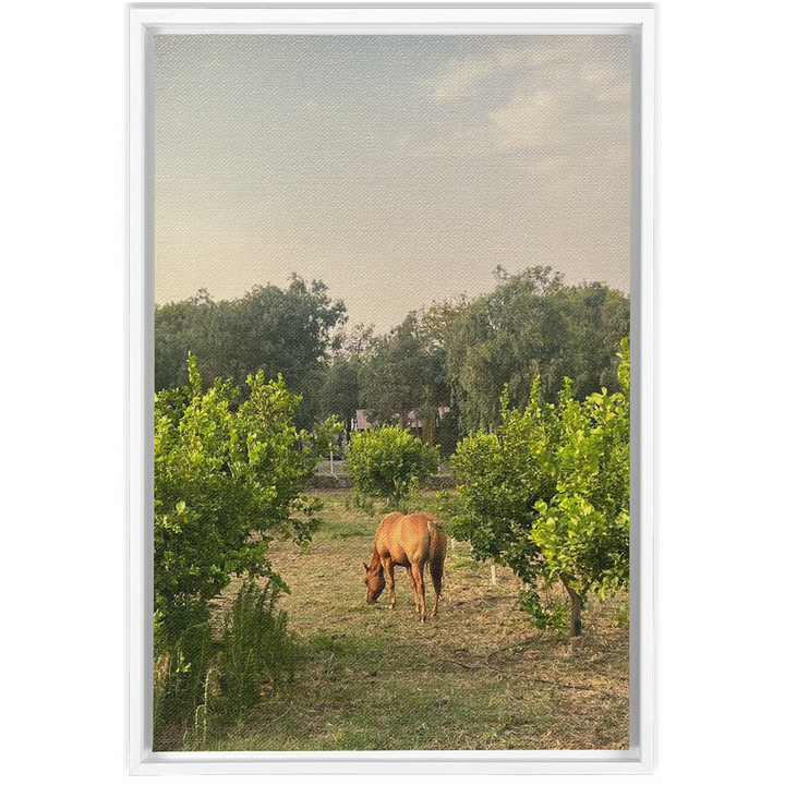 Sicilian Farm Framed Canvas