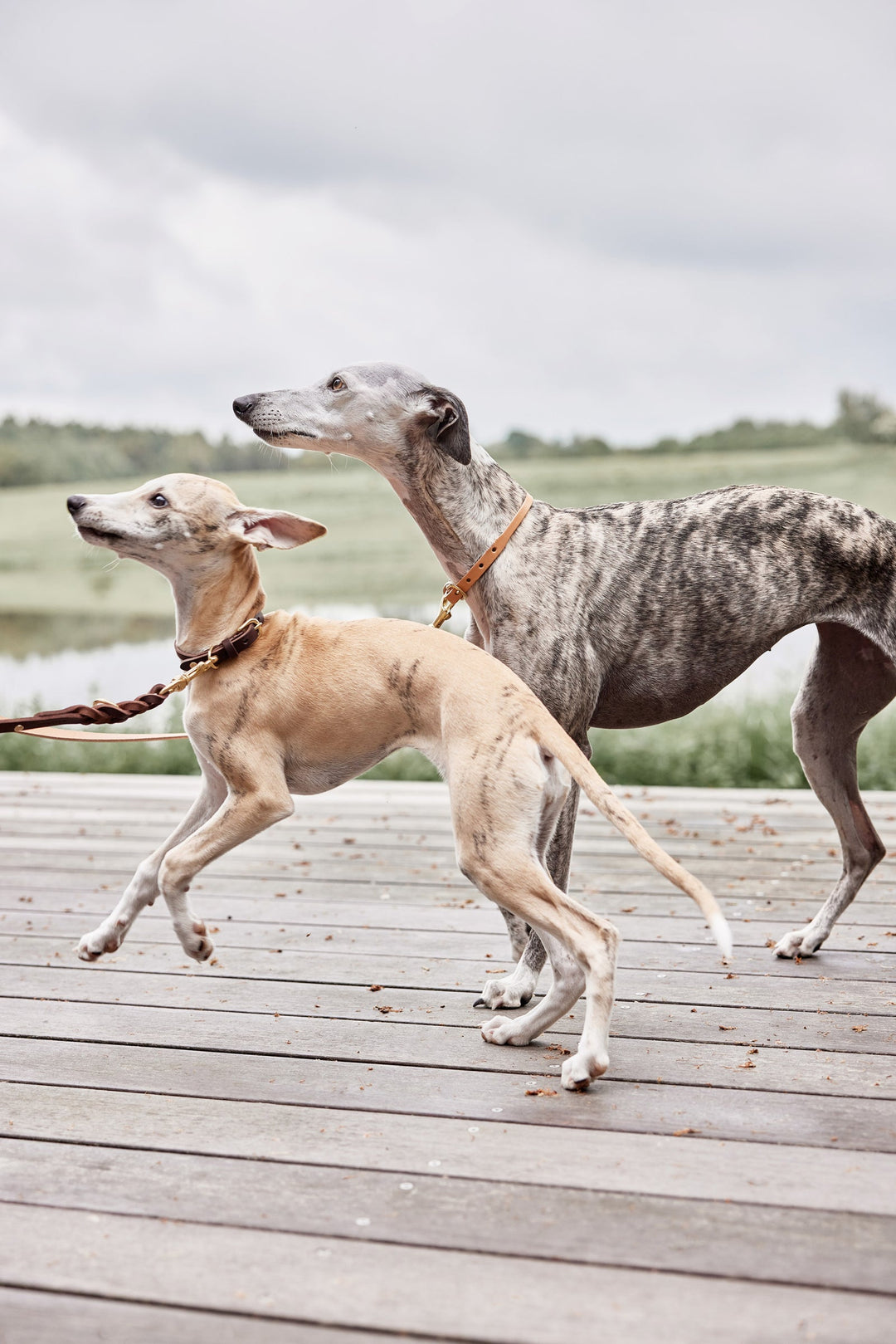 robin dog collar natural 5