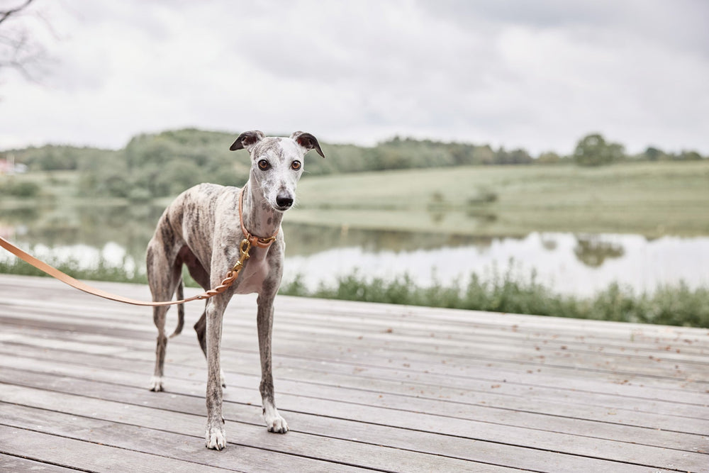 robin dog collar natural 8