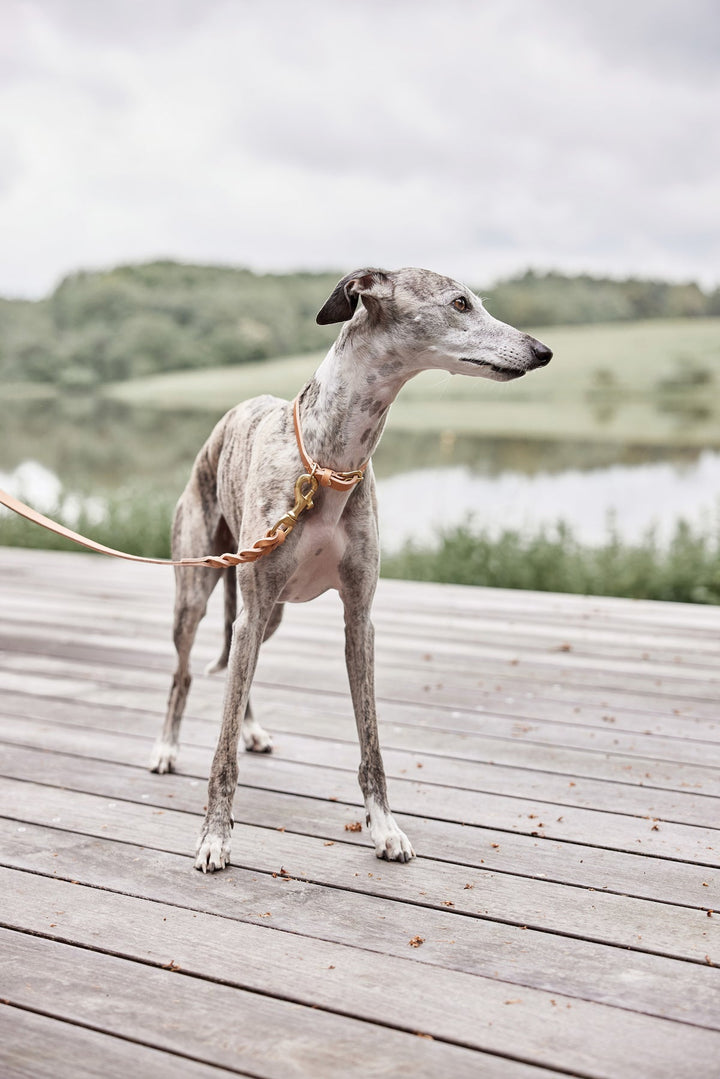 robin dog collar natural 7