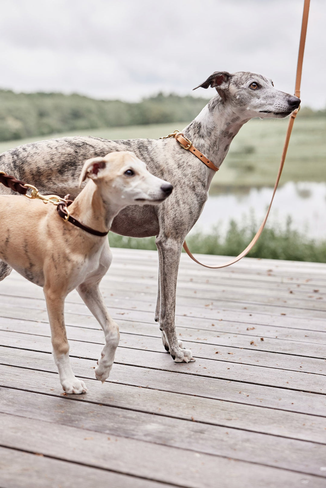 robin dog collar natural 6