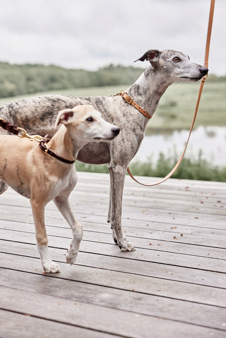robin dog collar natural 6