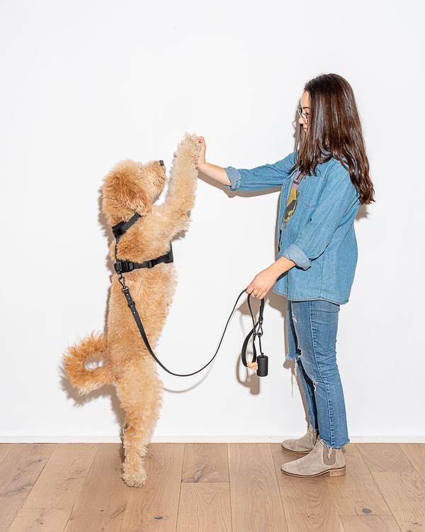 Leash in Various Sizes & Colors