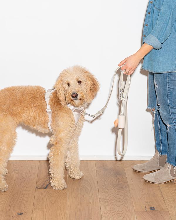 Leash in Various Sizes & Colors