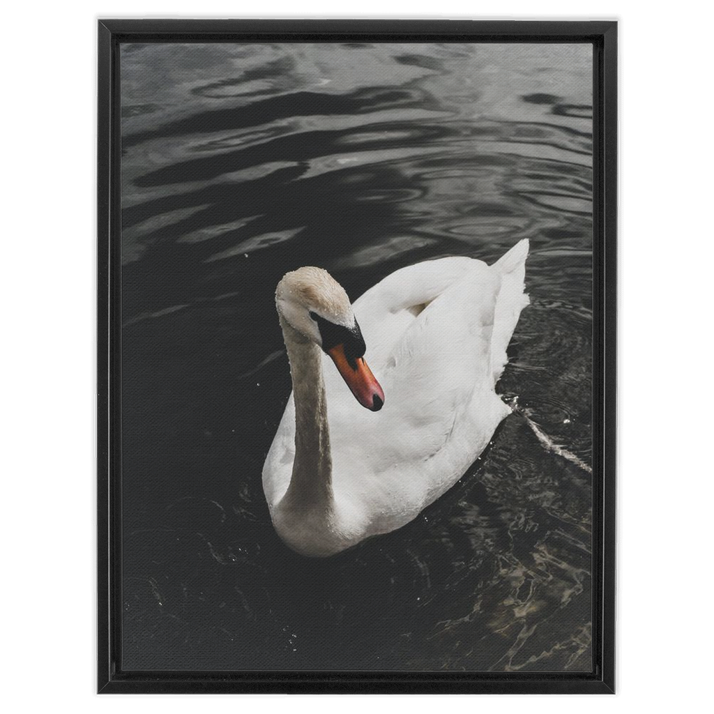 Swan Framed Canvas