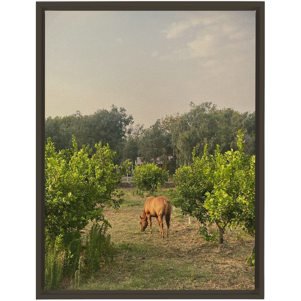 Sicilian Farm Framed Canvas