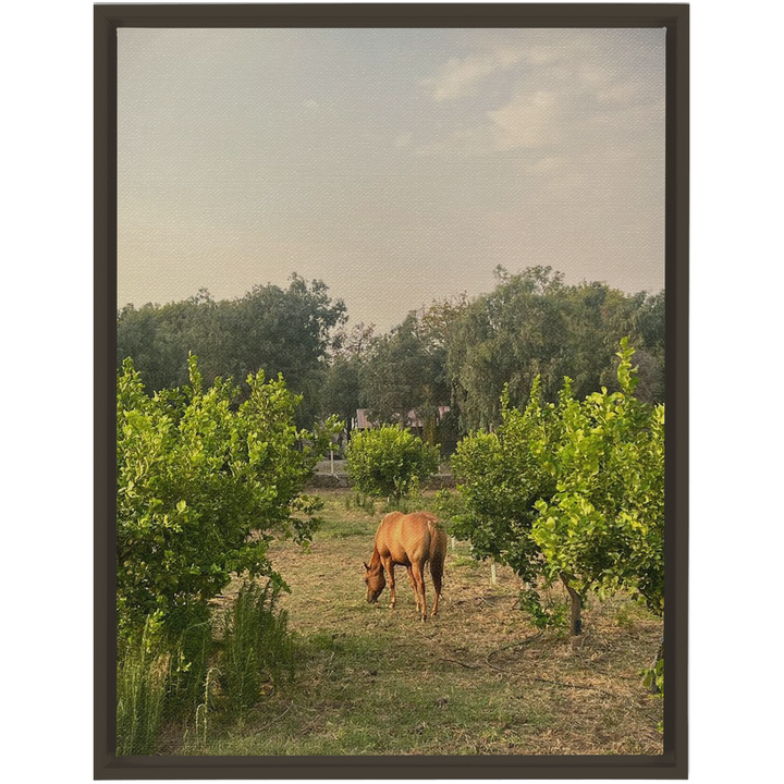 Sicilian Farm Framed Canvas