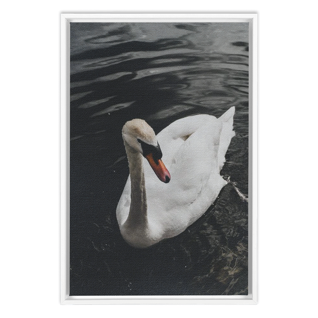 Swan Framed Canvas