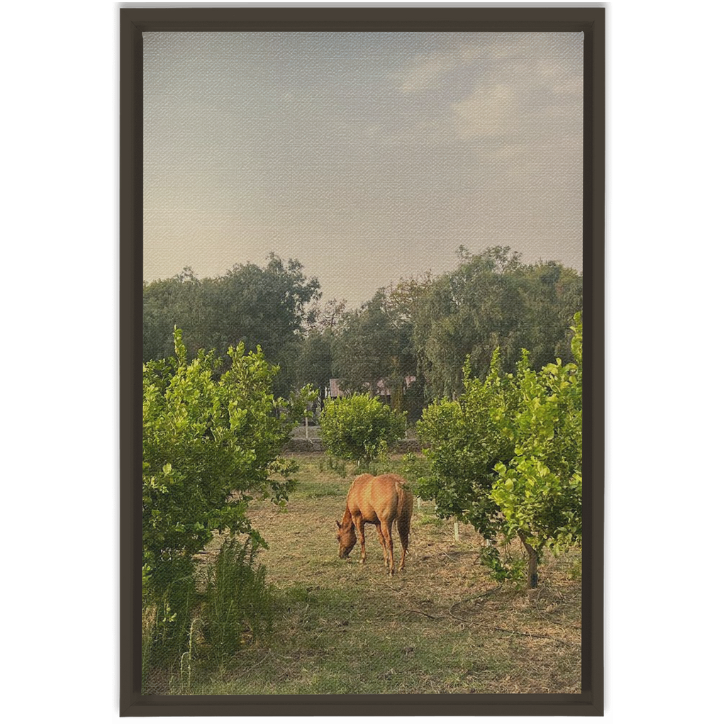 Sicilian Farm Framed Canvas