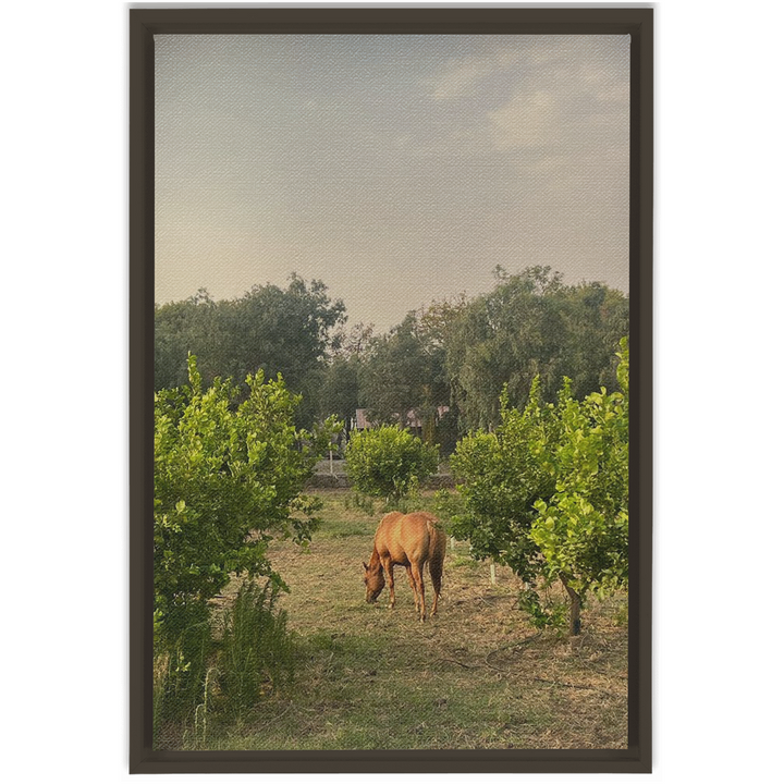 Sicilian Farm Framed Canvas