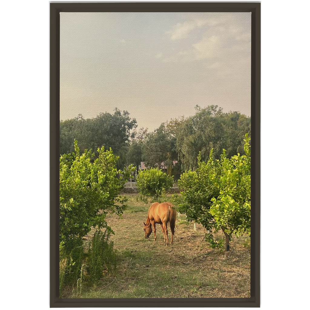 Sicilian Farm Framed Canvas